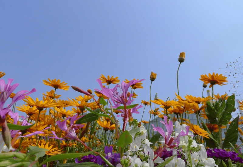 wildflowers and a blue sky